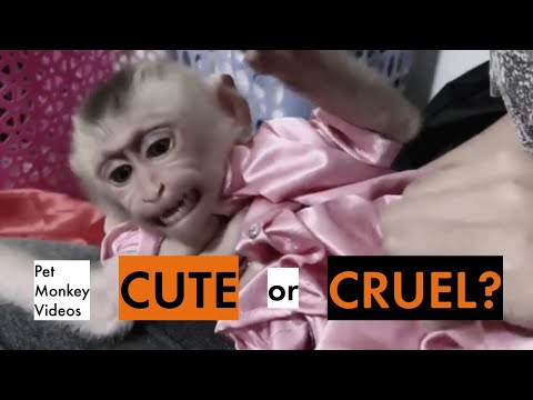 The Dark Truth Behind Baby Macaque Monkeys and the Pet Trade