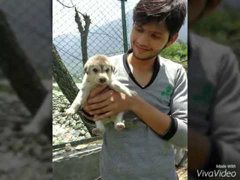 Rajat Trivedi Rajat trive...