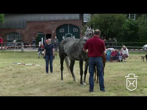 SE047 Hengstfohlen von Comme if Faut - Cachas - Contendro I