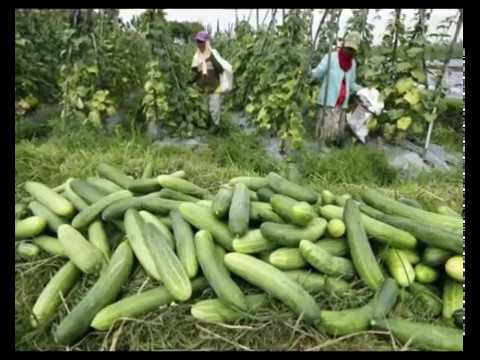 Bagaimana mengurangi anggota tanpa operasi Vitamin potensi yang baik