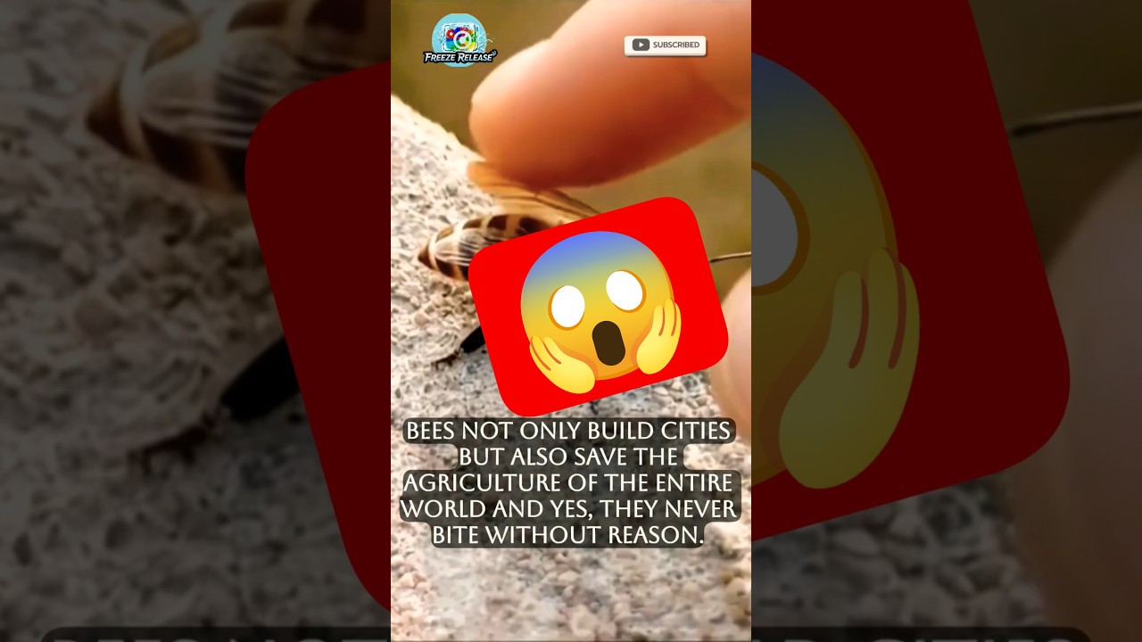 Ye Chhoti Si Madhumakhi Kitni Khatarnak Hai? 😱 🐝 | Bee Close Up #shorts