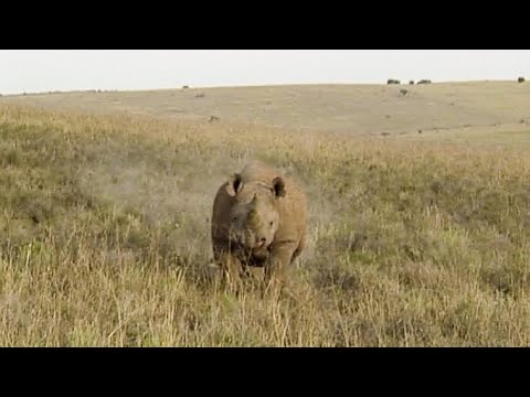 image-What does a black rhino eat?