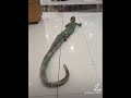 Ahas Ng Mall Biglang Gumapang