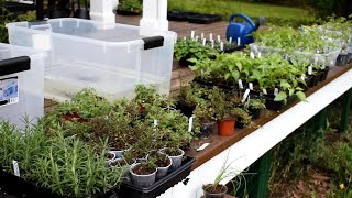 Make $1000 by Having A Garden Plant Yard Sale E-3: Potting Up, Seed Starting & Almost Ready to Sell!