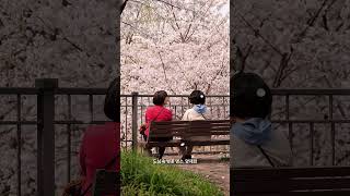 도심 속 문화쉼표… 🌿 양재천 힐링 산책