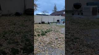 Video preview image #1 Border Collie-Unknown Mix Puppy For Sale in Sandy, UT, USA