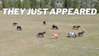 The BEST SURPRISE - Wild Horses Appeared Out of Nowhere