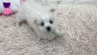 マルチーズの動画01