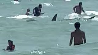 Shark Dangerously Swims Close To Beach goers