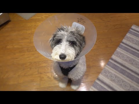 My Puppy Wore THIS for 2 WEEKS!