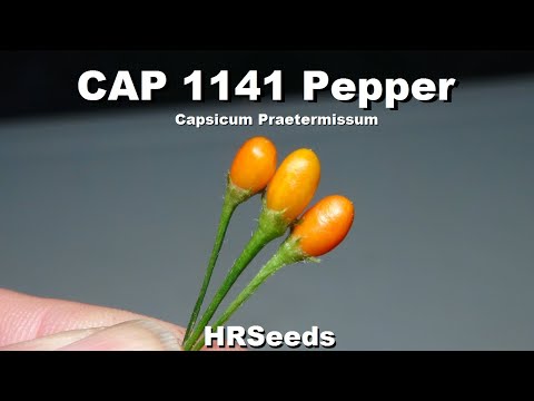 ⟹ CAP 1141 Pepper | Capsicum praetermissum | Pod Review