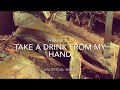 HAMMOCK - Take a Drink From My Hand (UNOFFICIAL VIDEO)