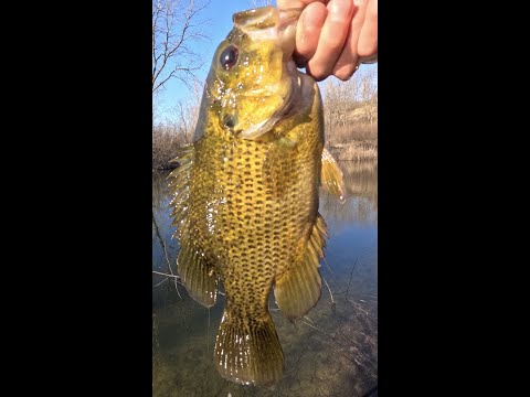 Spring fishing the gravel pit with Ryan - new PB!