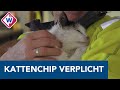 Chippen van je kat verplicht in Alphen: 'Het neemt een hoop zorg weg' - OMROEP WEST