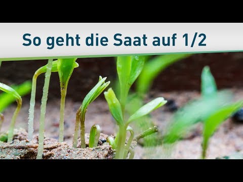 Das Gleichnis vom Sämann 1/2 – Bayless Conley