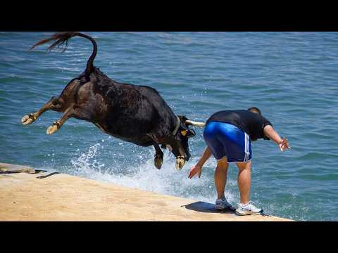 30 MINUTOS DOS ANIMAIS MAIS ENGRAÇADOS FLAGRADOS PELAS CÂMERAS