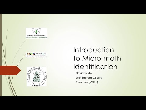 SEWBReC Online Course: Introduction to Micro Moths