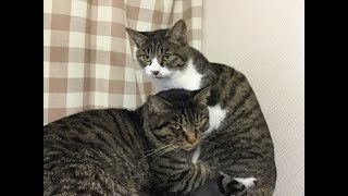 上条結依 のライブ ストリーム