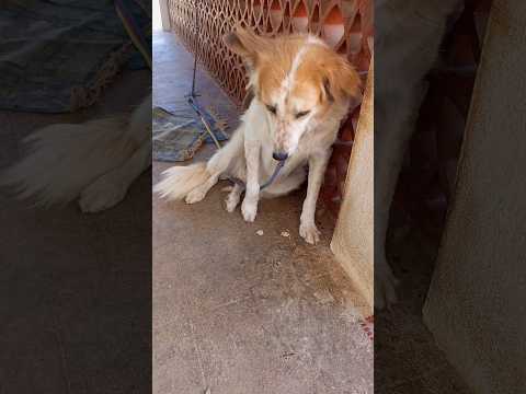 🐶💉आज pluto injury हो गया 💉🐶#shorts#dogrescue#viral#animal#funny#pets#amazingfacts#minivlog#vlog#dog