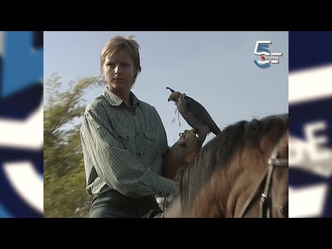 Sokolovi love jarebice