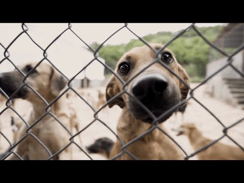 Help Build A Home For 1300 Dogs & 300 Cats