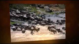 preview picture of video 'The Wildebeests Migration Video - Maasai Mara/Serengeti'
