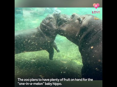 Cincinnati Zoo's Fritz the hippo celebrates 1st birthday