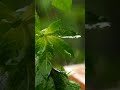 Rainy Day Whatsapp Status Rain Status Shorts Rain