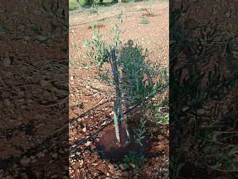 Navodnjavanje maslina