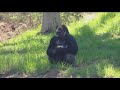Zoo Day Meet The Safari Park S Bachelor Gorilla Troop
