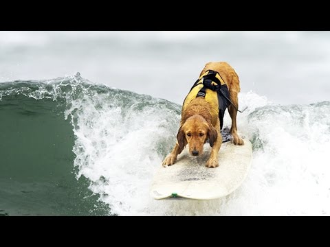 SURFING DOGS ★ Word's Best Surfer Dogs (HD) [Funny Pets]