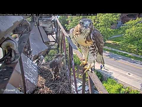 Red-tailed Hawk Fledglings Reunite At Nest Following Rodent Delivery By Big Red – July 11, 2023