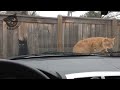 Scared cats compilation Part 2