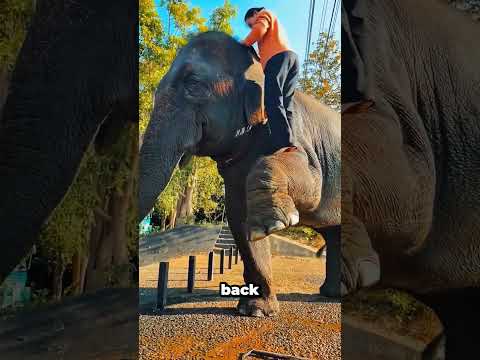 This Gentle Giant's Kindness Left Me Speechless #elephant #amazing