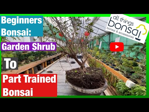 Garden Shrub to Part Trained Bonsai. How to make bonsai trees from garden plants.