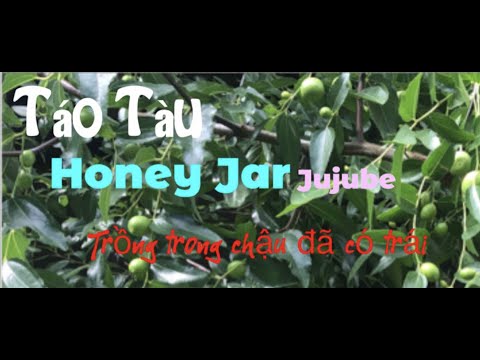 Jarra de mel Táo Tàu,GA866,Li-jujuba para o seu produto