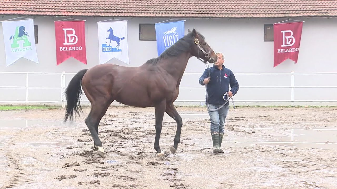 ABC Stallions (Arizona, Belardo, Cooger) 25 Ekim 2025