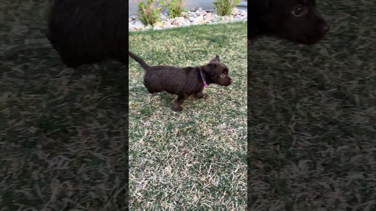 Enlarge Mochi, an adopted mixed breed in Fort Collins, CO video 6/6