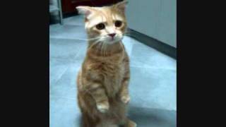 Ricki lee - U wanna little of this (migue&amp;reda remix).wmv