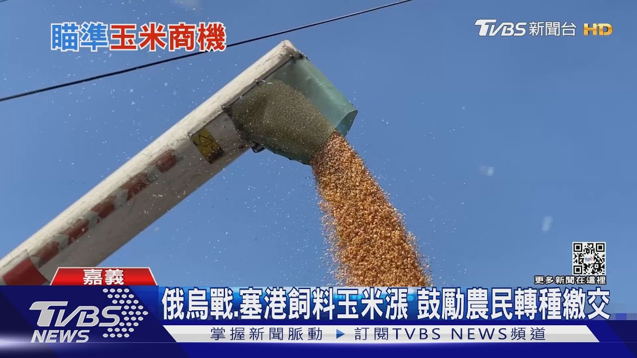 戰爭影響原物料！飼料玉米缺將飆漲　鼓勵農民轉種繳交