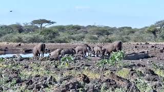 Warthogs at the Waterhole | Ranger Insights