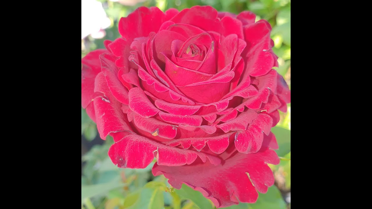 EDROSES/Роза 🌹 Хартс (Hearts), Jan Spek Nurseries Нидерланды, 2006