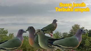 Download lagu SUARA BURUNG PUNAI PIKAT!! SANGAT AMPUH mp3 Download lagu SUARA BURUNG PUNAI PIKAT!! SANGAT AMPUH mp3