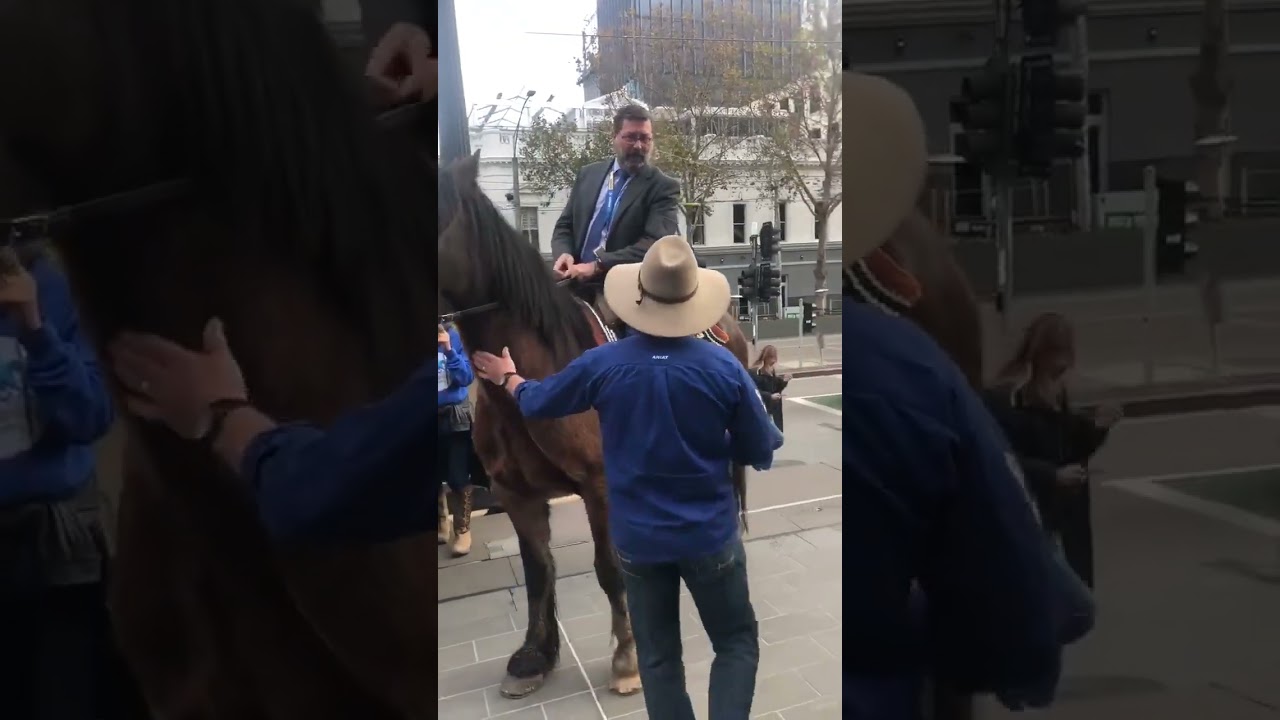 Brumby Riots Riding a Brumby up steps of parliament