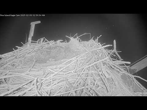 Attacked again! Great Horned Owl attacks Osprey on nest in the middle of the night.