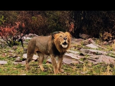 Molibany Male Lion Roaring | Warning Intruders to stay away | Masaimara | 28 December 2025