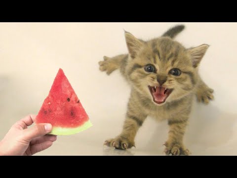 New Funny Animals 😅 Funniest Dogs and Cats Videos 😹🐶 Part 4