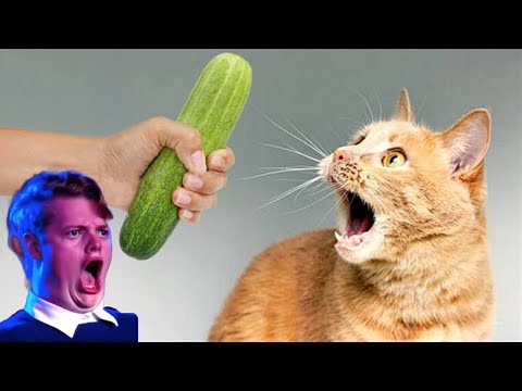 Funny cats scared of cucumbers 😂  compilation  Gatos VS pepinos cat vs cucumber