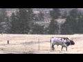Bull kills rancher
