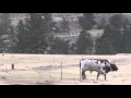 Bull Kills Rancher